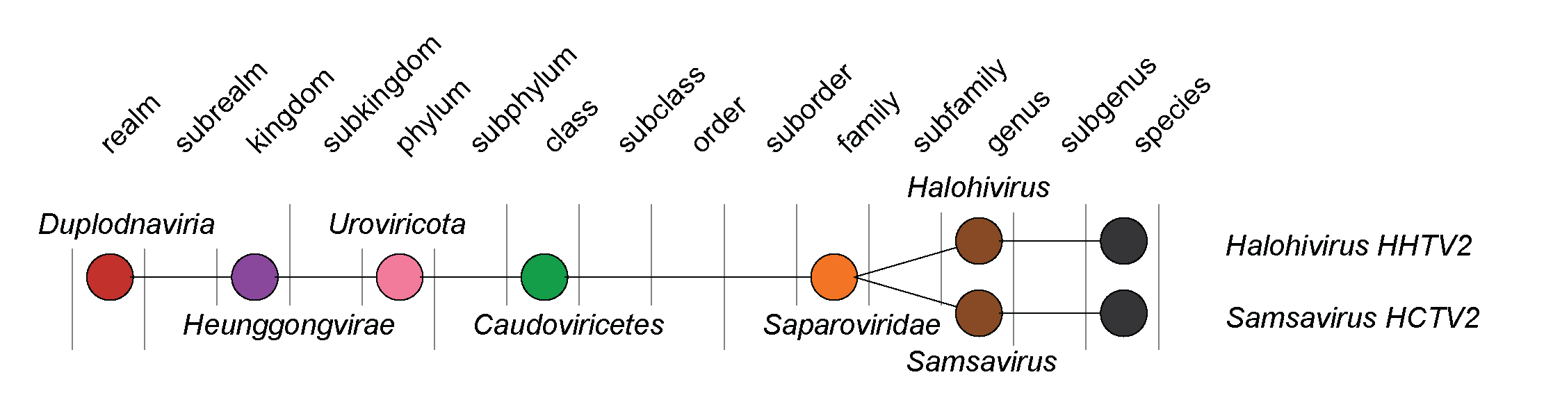 Saparoviridae taxonomy